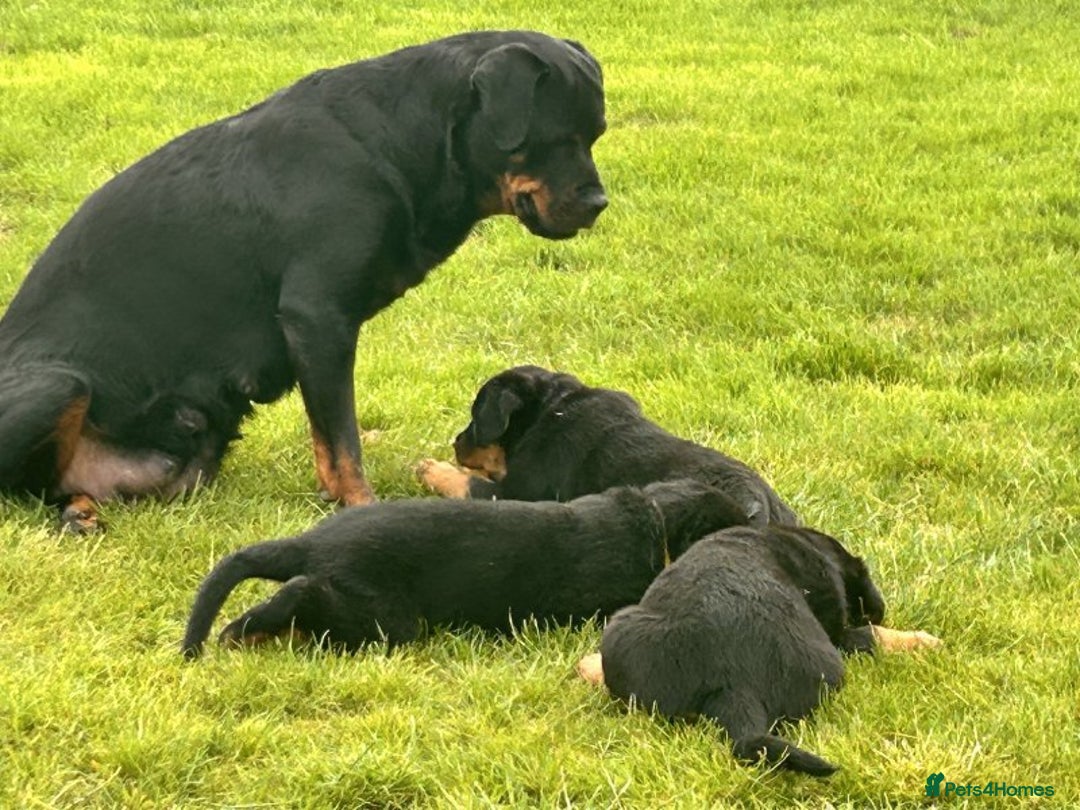 Rottweiler dogs for sale: 🖤 Outstanding Rottweiler Puppies 🐶🏡 - Image 4