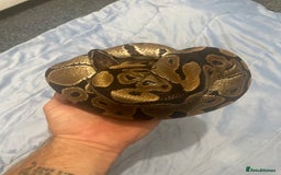 Python Snake reptiles for sale: Royal ball python - Image 6