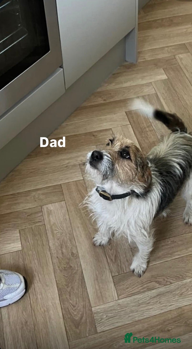 Jack Russell dogs Stunning traditional Jack Russell puppies - Advert 2
