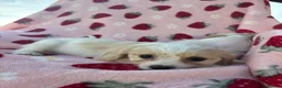 Cavapoo dogs for sale: Cavapoo puppies - Advert 10