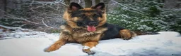 German Shepherd dogs for stud: Our beautiful German Shepard available to stud.  in Richmond - Advert 1