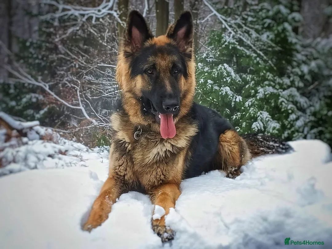 German Shepherd dogs for stud: Our beautiful German Shepard available to stud.  in Richmond - Advert 1