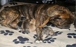 Mixed Breed dogs for sale: Mixed breed puppies - Advert 18