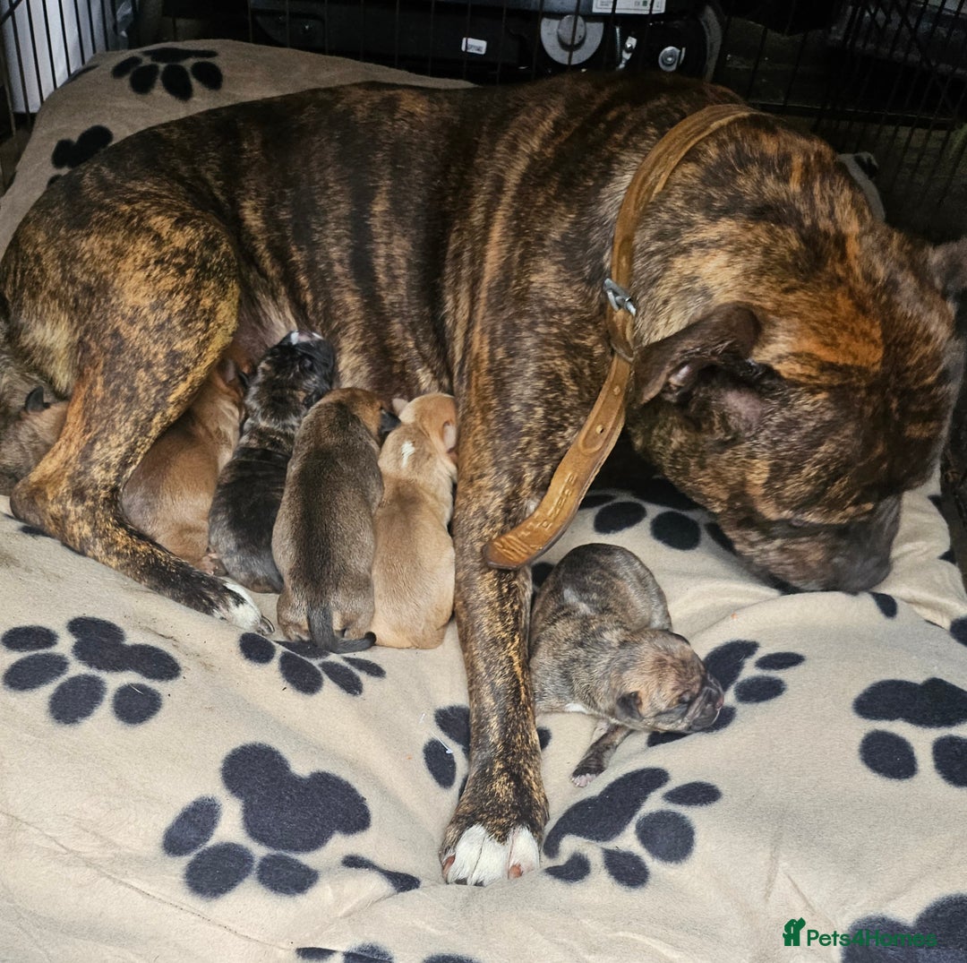 Mixed Breed dogs for sale: Mixed breed puppies - Advert 18