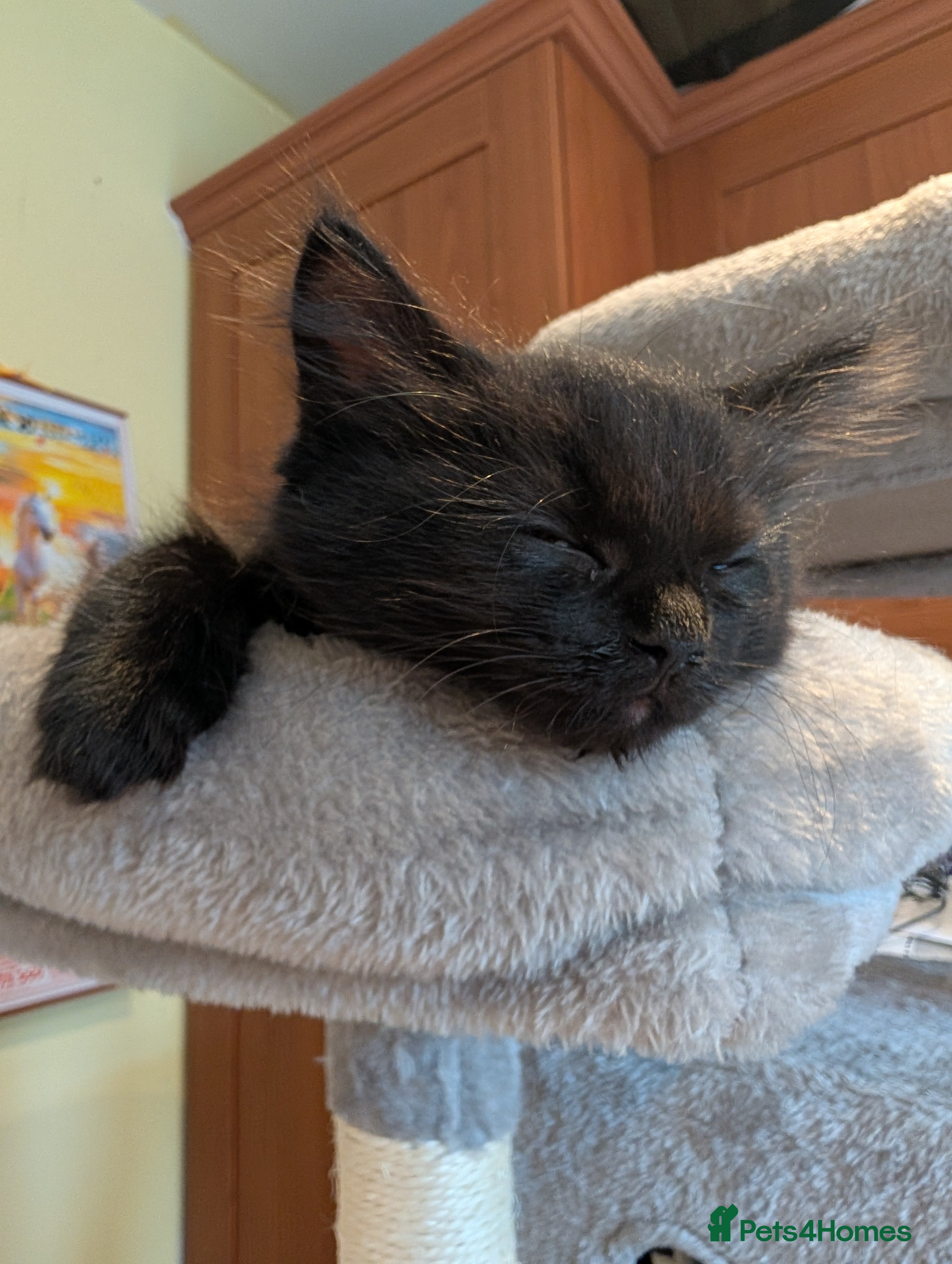 British Longhair cats *1 LEFT* British Longhair X Maine Coon Kittens - Advert 3