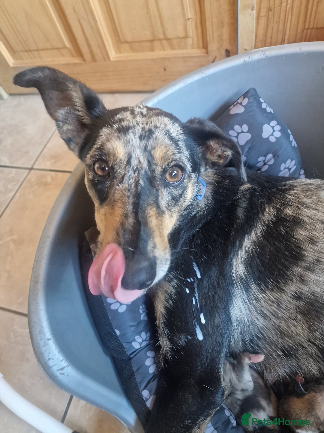 Mixed Breed dogs for sale: Kelpie x Collie Puppies  - Image 14
