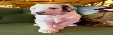 Sheepadoodle B6 mprs