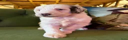 Sheepadoodle dogs for sale: Sheepadoodle Puppies Available  - Advert 2