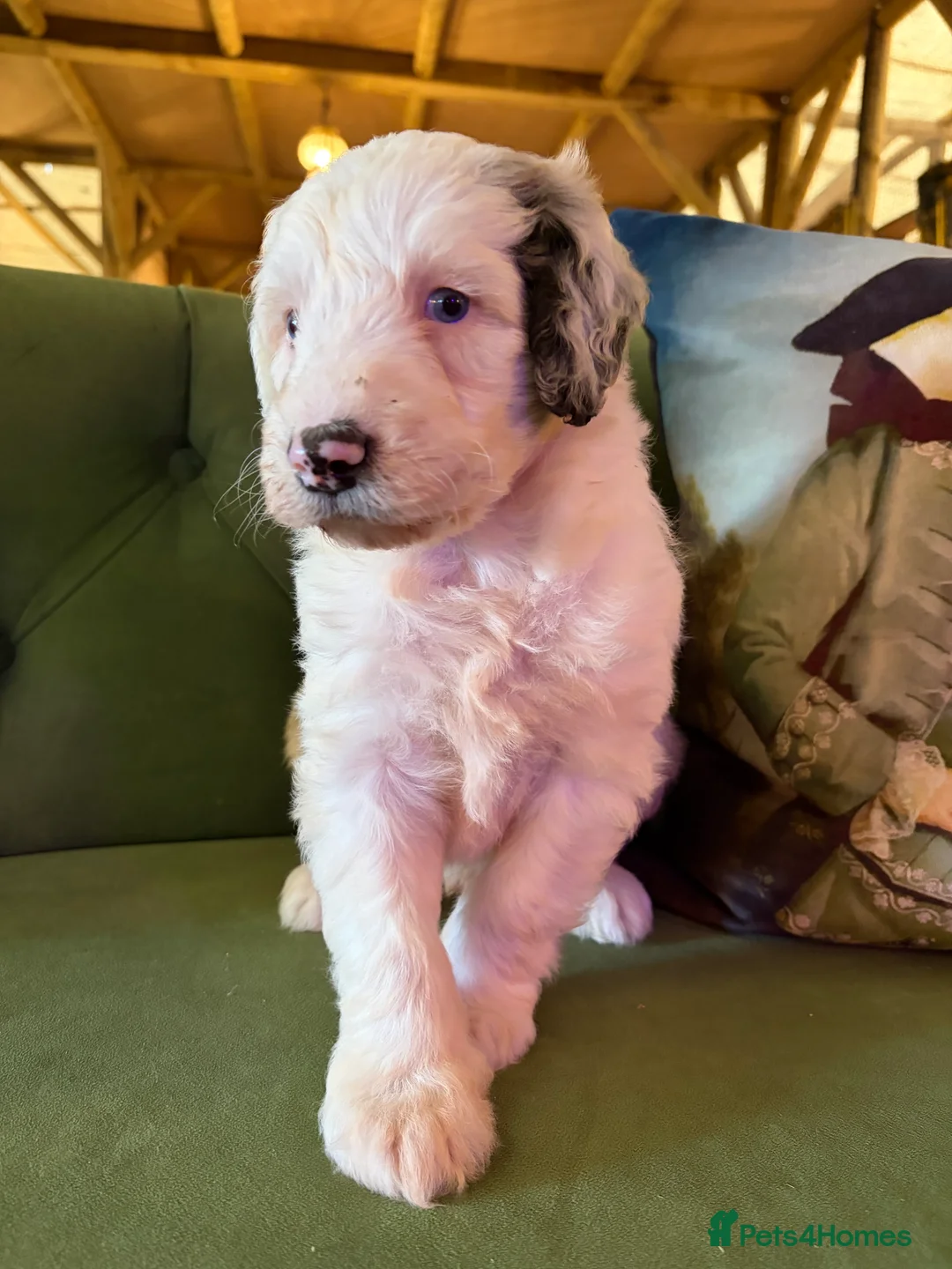 Sheepadoodle dogs for sale: Sheepadoodle Puppies Available  - Advert 2