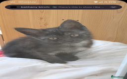 Mixed Breed cats for sale: Looking for there forever home 🏡 - Image 7