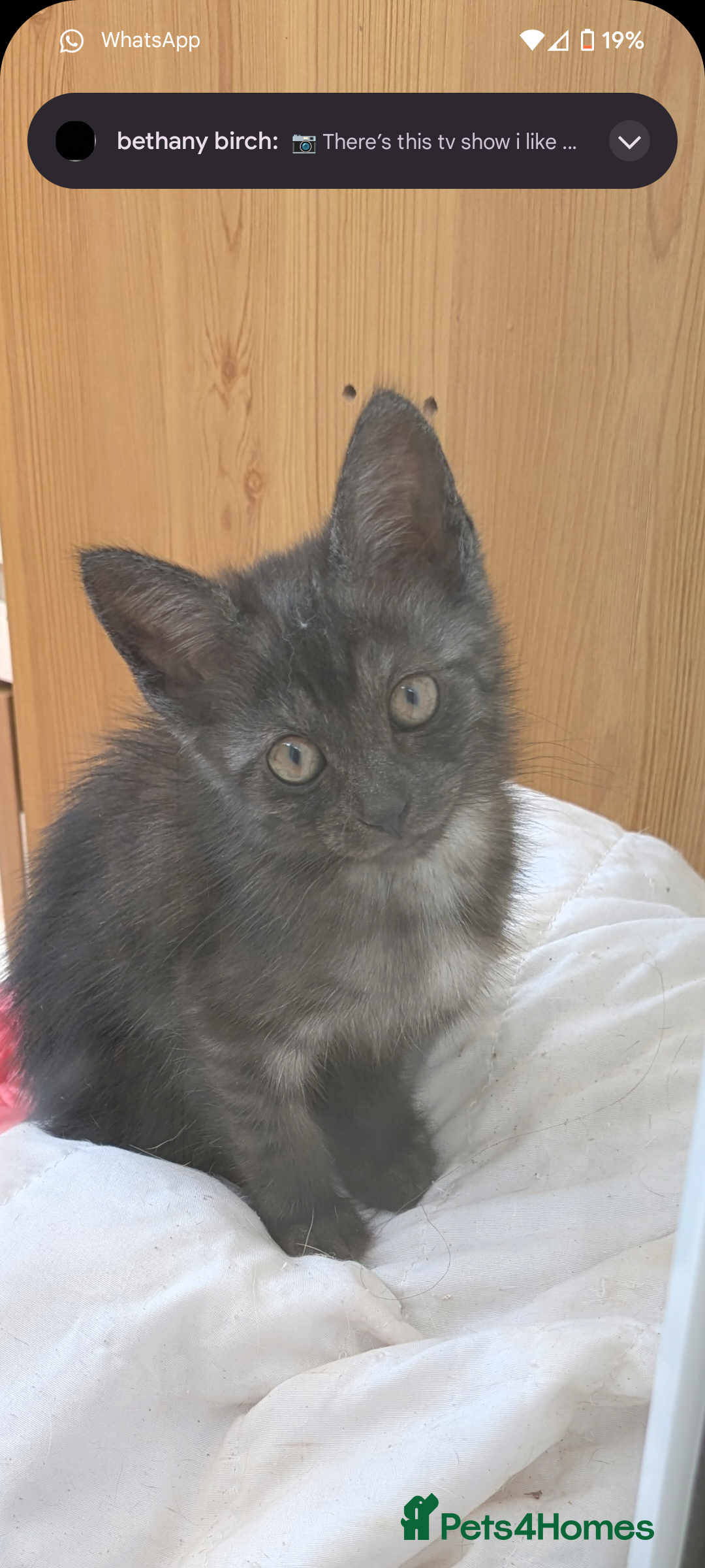 Mixed Breed cats for sale: Looking for there forever home 🏡 - Image 7