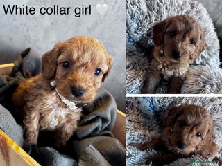 Cockapoo dogs - Advert 2