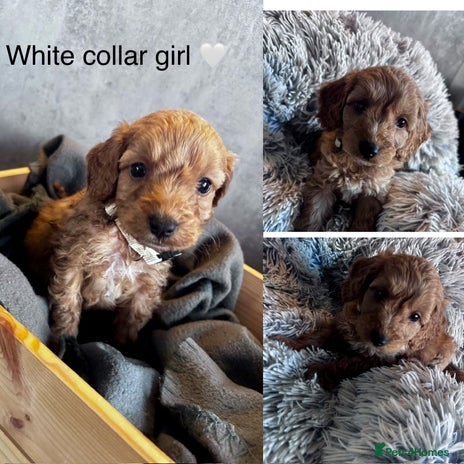 Cockapoo dogs - Advert 12