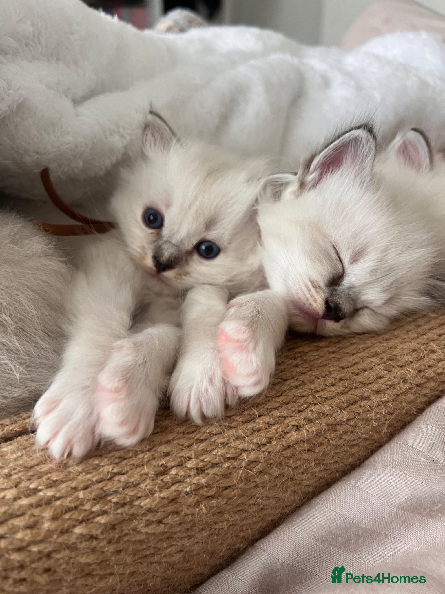 Ragdoll cats for sale: Ragdoll kittens in Menai Bridge - Advert 9