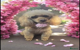 Cockapoo dogs for sale: Beautiful cockapoos  - Image 10