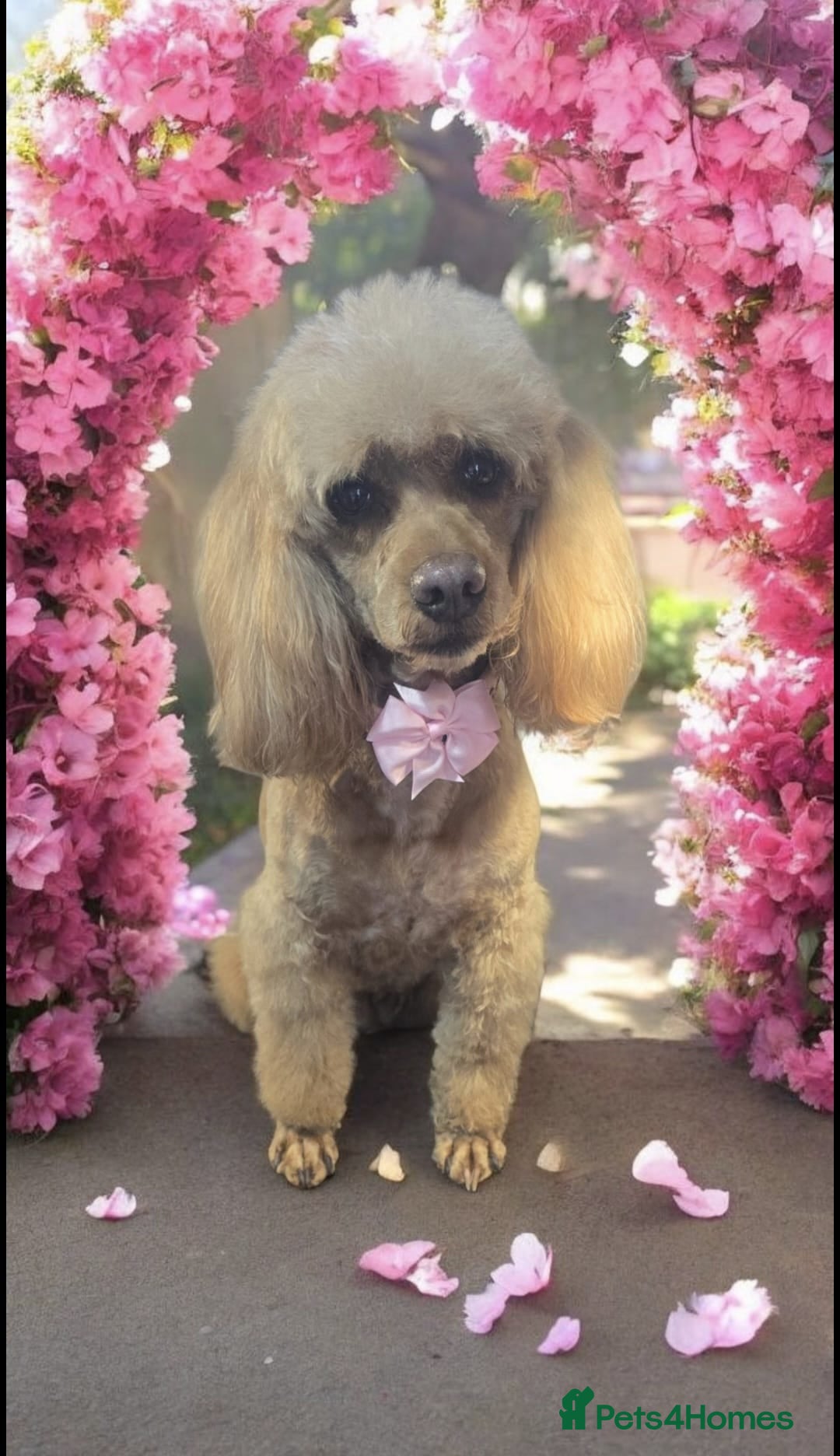 Cockapoo dogs for sale: Beautiful cockapoos  - Image 10