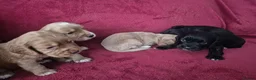 Cocker Spaniel dogs for sale: 5 gorgeous cocker spaniel pups  - Advert 8