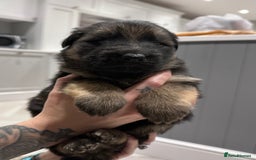 German Shepherd dogs for sale: Beautiful purebred German shepherd puppies - Image 24