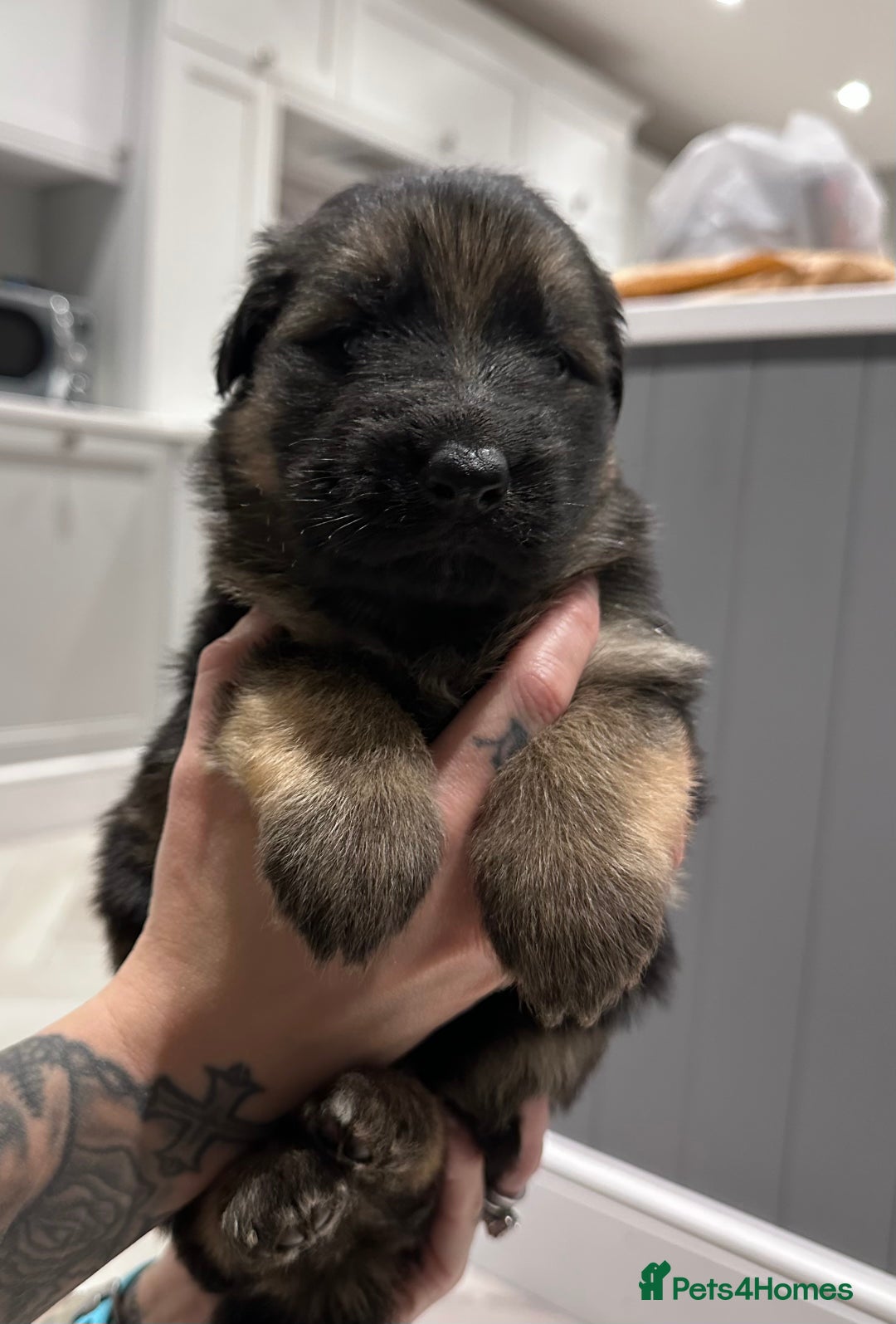 German Shepherd dogs for sale: Beautiful purebred German shepherd puppies - Image 24