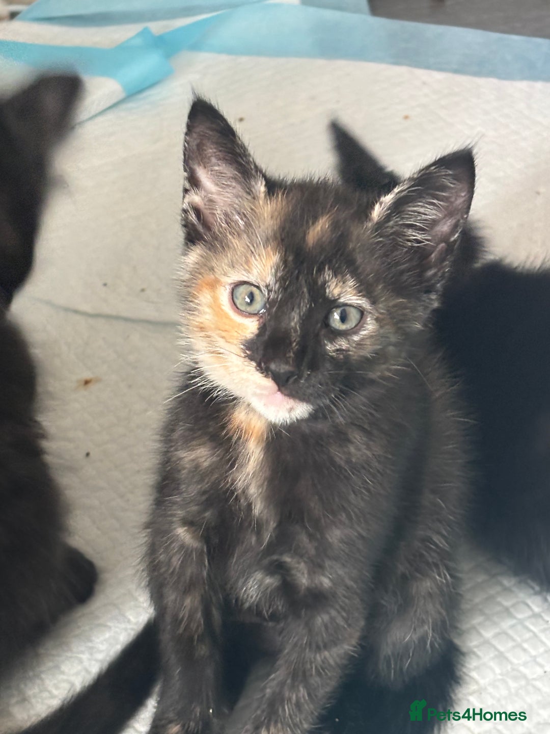 Mixed Breed cats for sale: Stunning litter of 7 kittens - Image 10