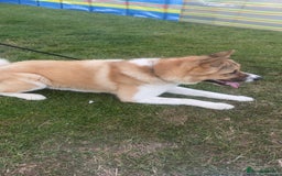 Akita dogs for sale: Loki  - Image 1