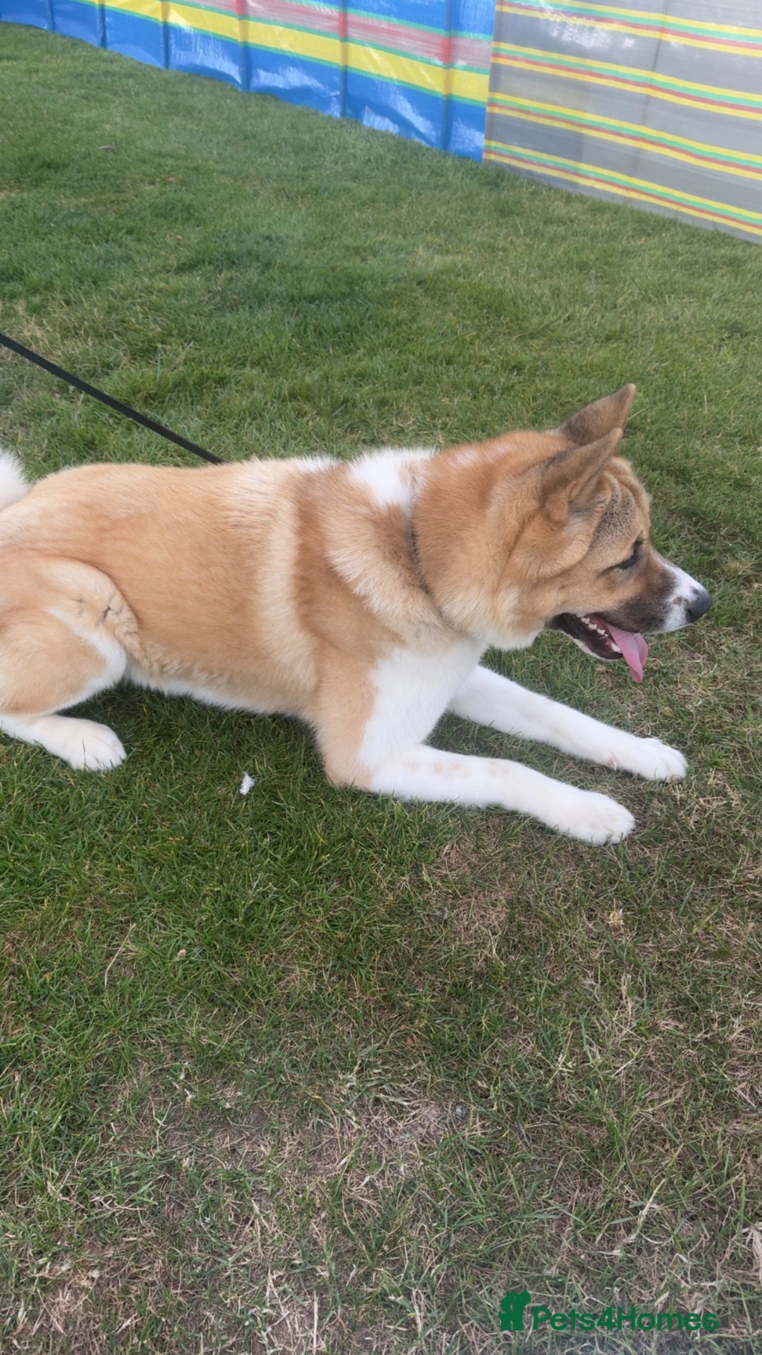 Akita dogs for sale: Loki  - Image 1