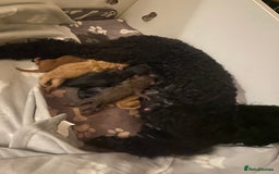 Miniature Poodle dogs for sale: Beautiful Miniature/Toy poodles  - Image 9