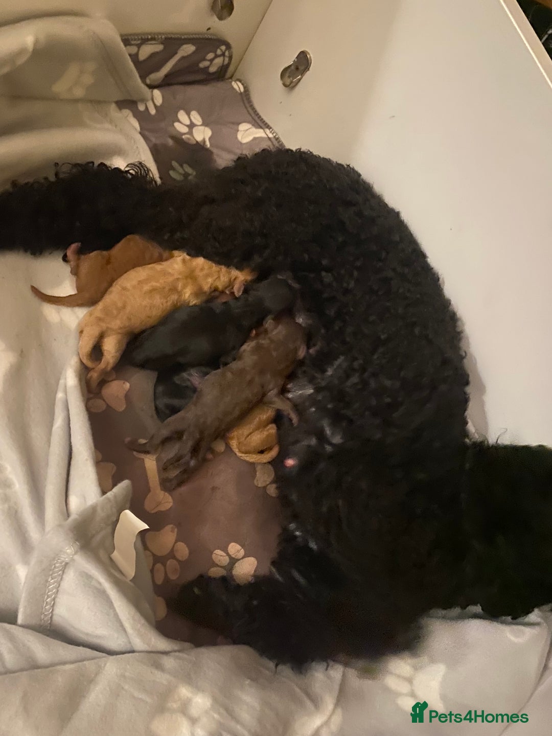 Miniature Poodle dogs for sale: Beautiful Miniature/Toy poodles  - Image 9