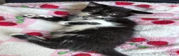 Mixed Breed cats for sale: Beautiful kittens  - Advert 17