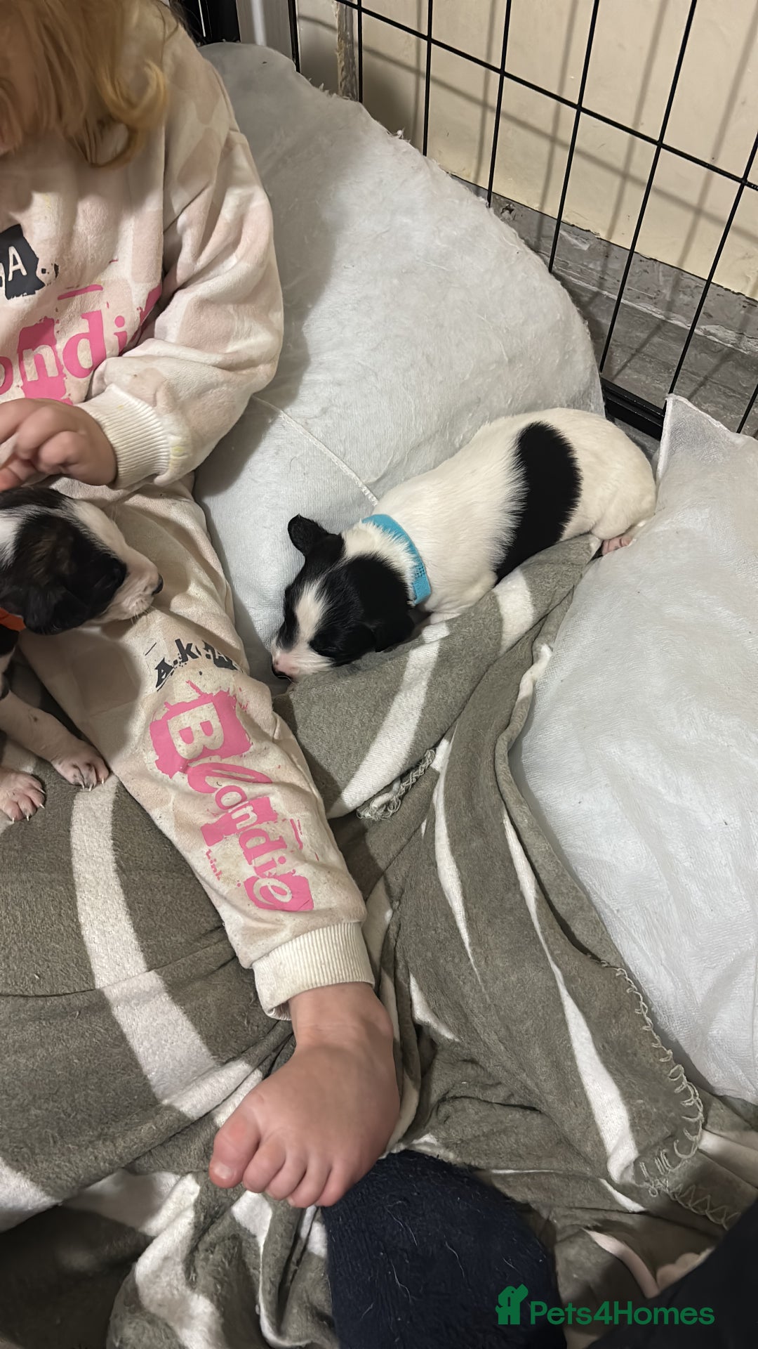 Whippet dogs for sale: Whippet puppies  - Advert 13