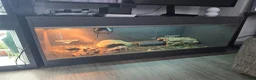 Lizard reptiles for sale: Occelated uromastyx  in Wellingborough - Advert 1