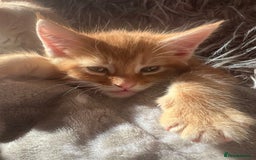 Maine Coon cats for sale: Maine Coon x Bengal x - Image 7