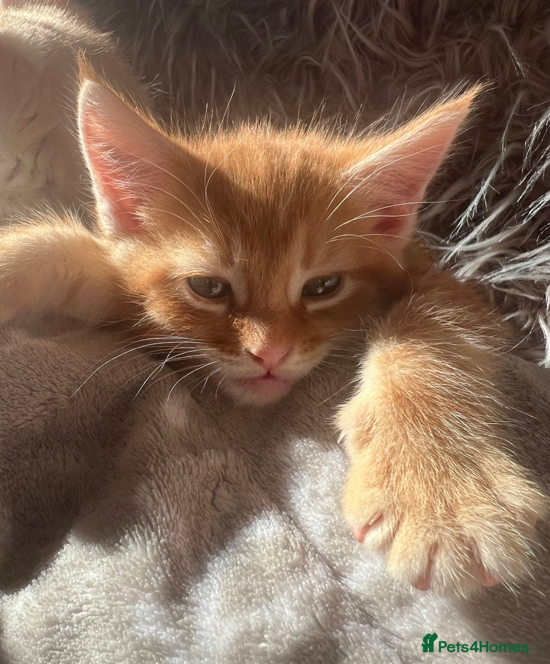 Maine Coon cats for sale: Maine Coon x Bengal x - Image 7