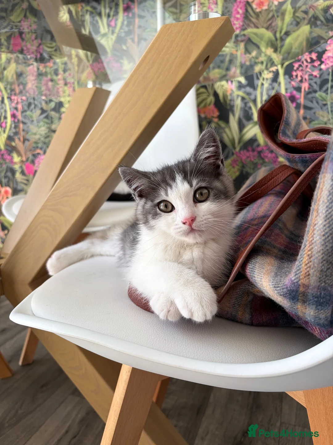 British Shorthair cats for sale: Beautiful British Shorthair Male Kittens 🐾 - Advert 2
