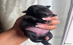 Mixed Breed dogs for sale: Jack Russel x Chow Chow Mix Puppies for Sale  - Image 12
