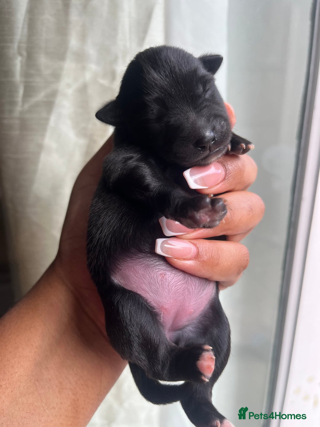 Mixed Breed dogs for sale: Jack Russel x Chow Chow Mix Puppies for Sale  - Image 12
