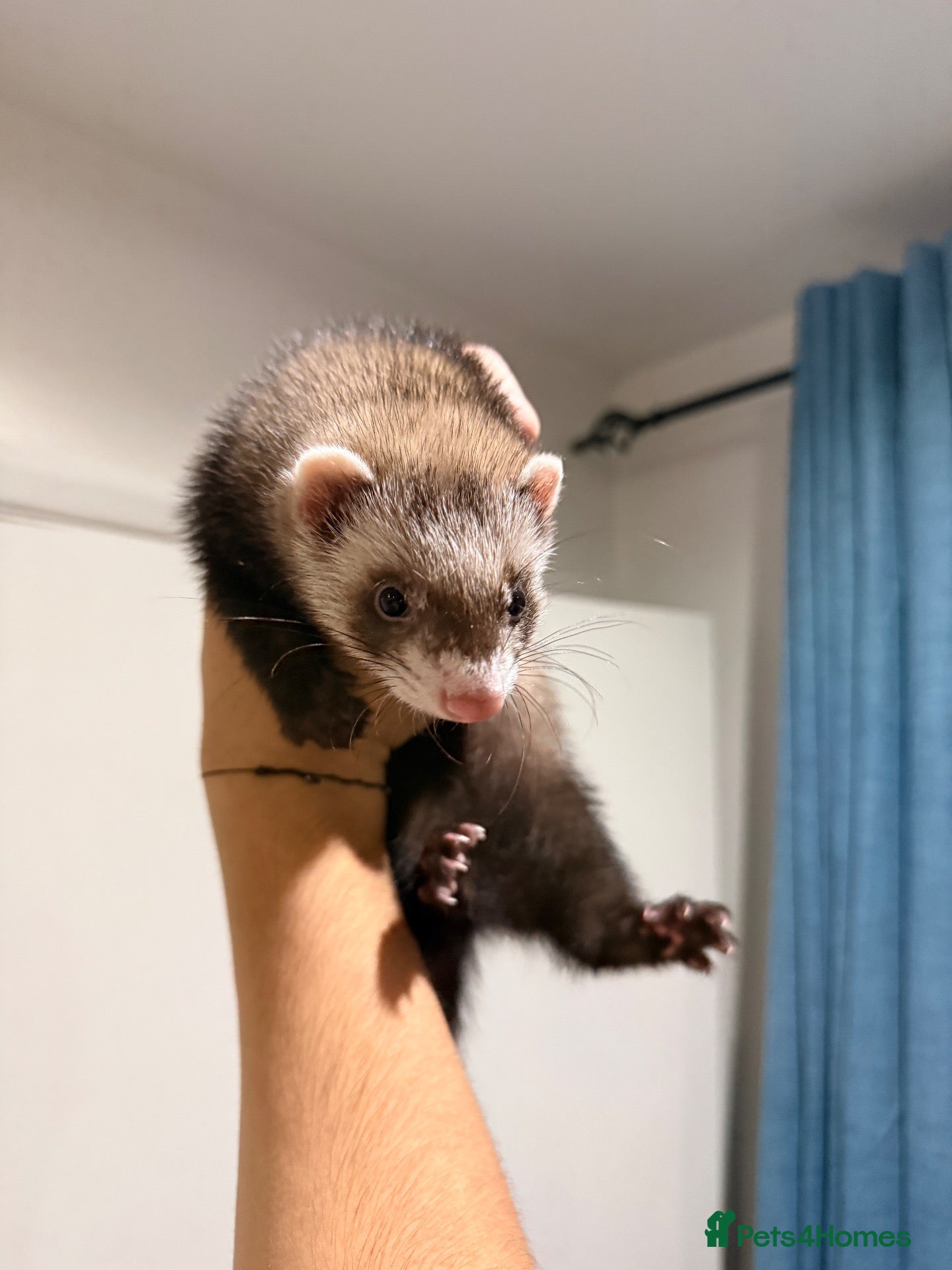 Ferret rodents 2x Ferrets looking for a loving home - Advert 15