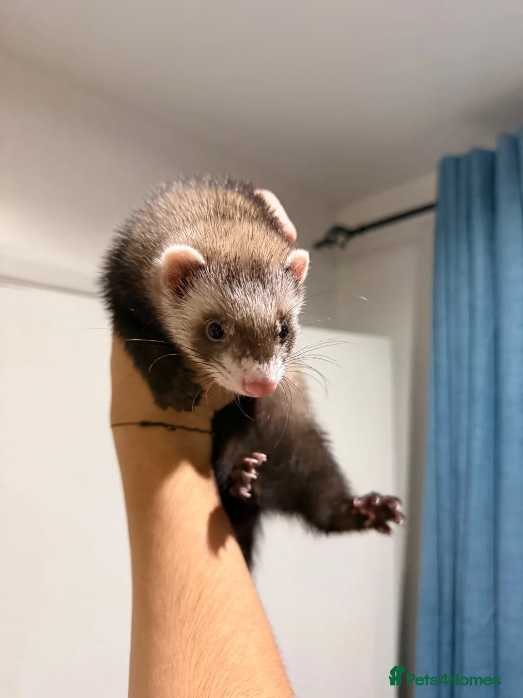 Ferret rodents for sale: 2x Ferrets looking for a loving home - Advert 1