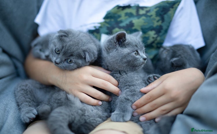 Scottish Fold cats - Advert 20