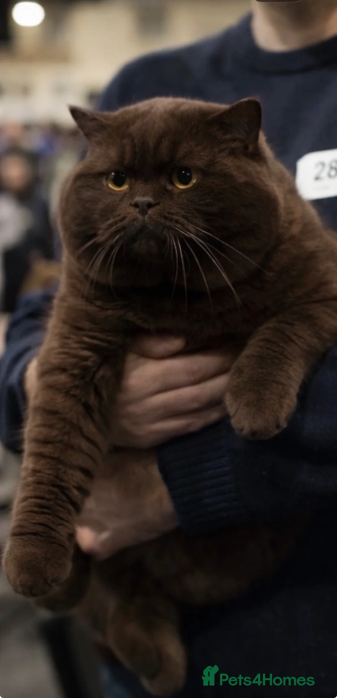 British Shorthair cats for sale: ✨Chocolate Delights ✨ - Advert 10