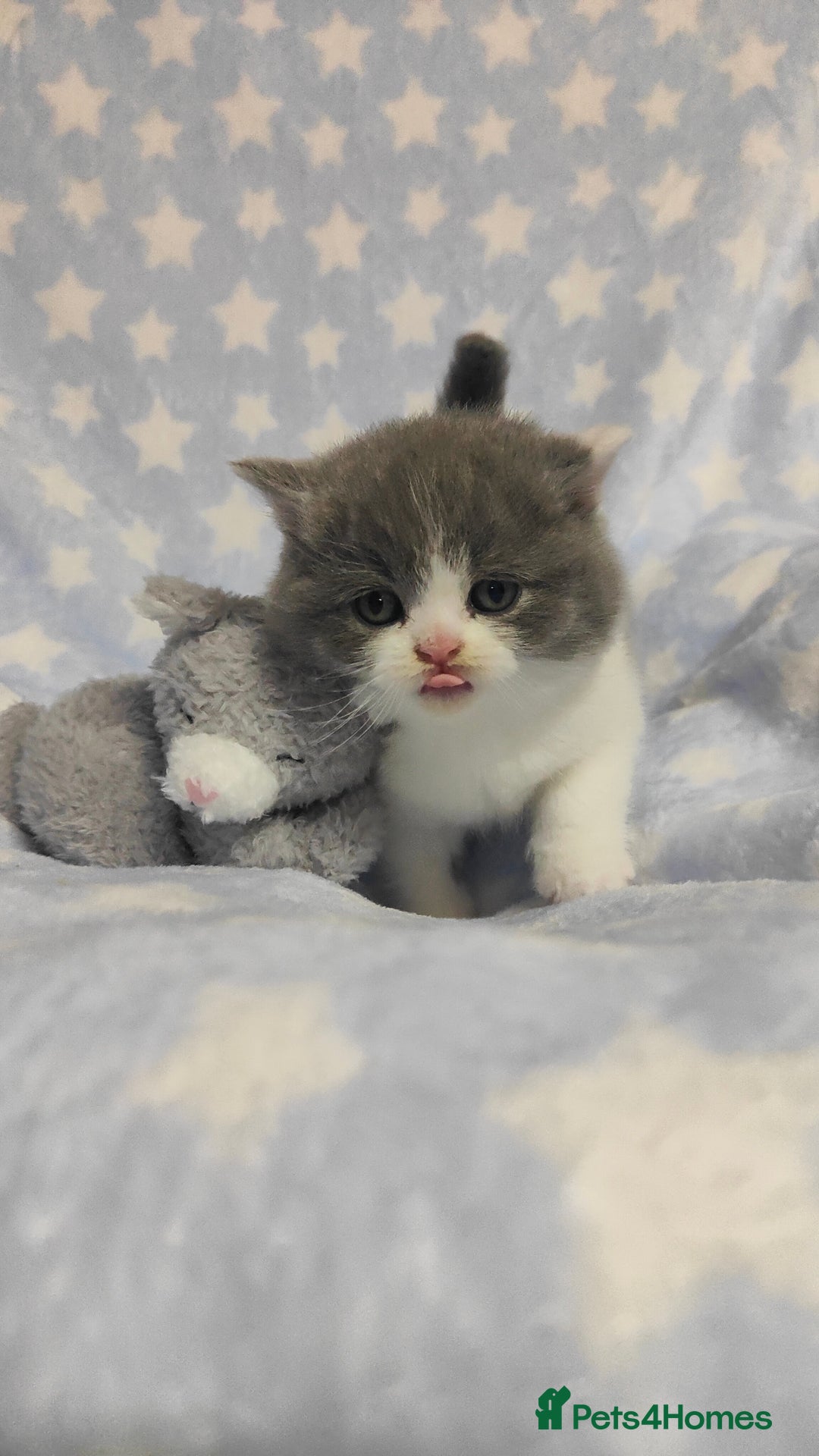 British Shorthair cats for sale: GCCF Registered Chunky British Shorthair Kittens  - Advert 8