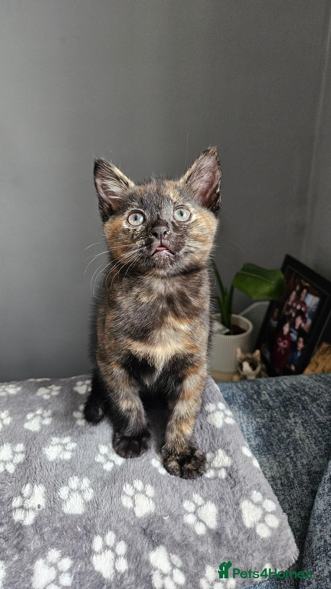 Mixed Breed cats Kittens  - Advert 1