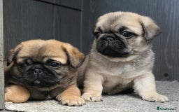 Mixed Breed dogs for sale: Pug x pekingese - Image 3