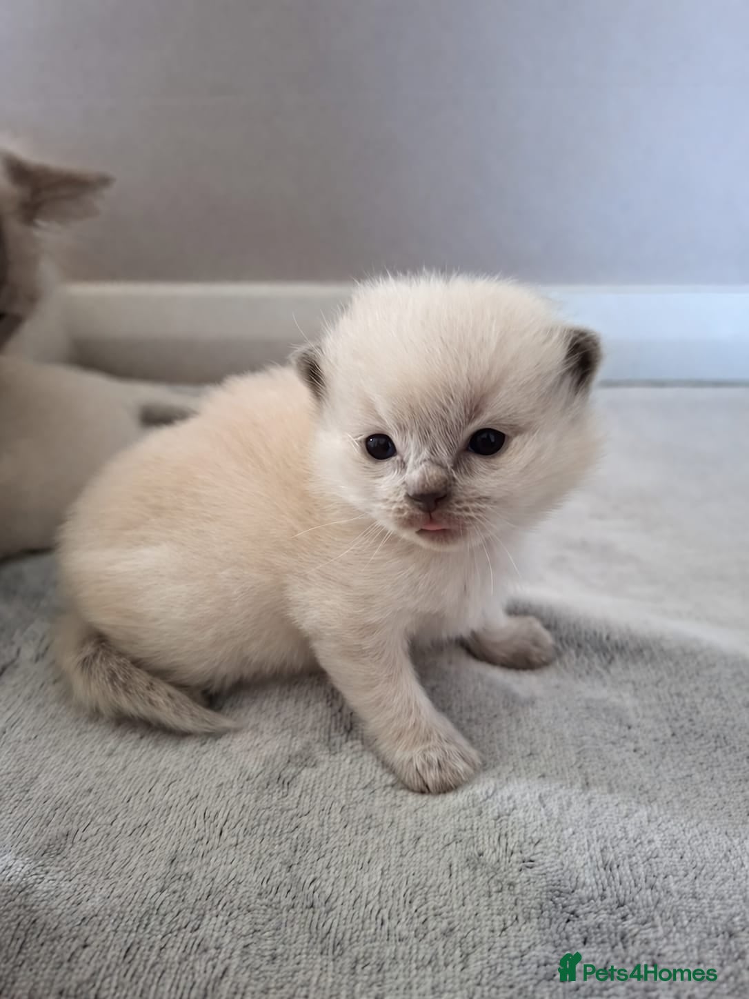 Ragdoll cats GCCF Ragdoll kittens Blue & Lilac - Advert 2