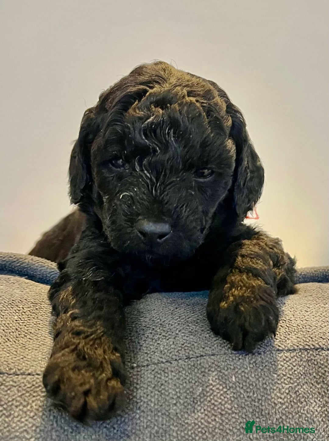 Jackapoo dogs for sale: Jackapoo Puppies - Advert 3