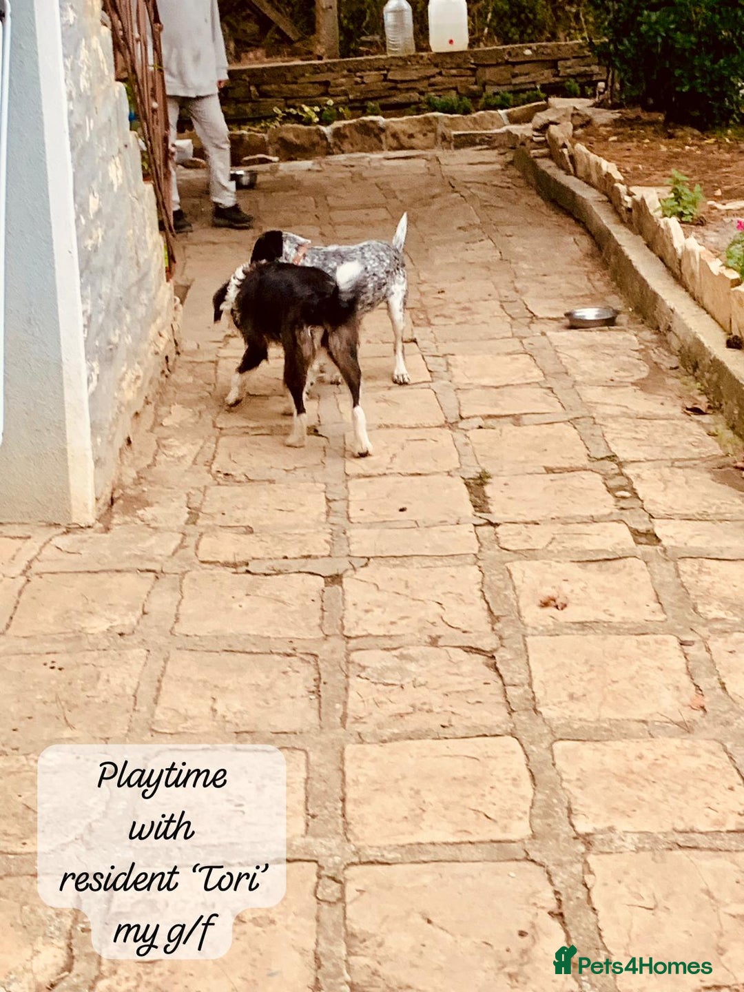 Mixed Breed dogs for adoption: Rory, 6-7 months approx. Available for adoption. - Advert 23