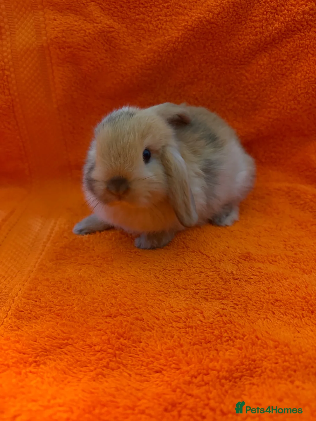Mini Lop rabbits for sale: Pure Mini Lops [BOYS] - Advert 5