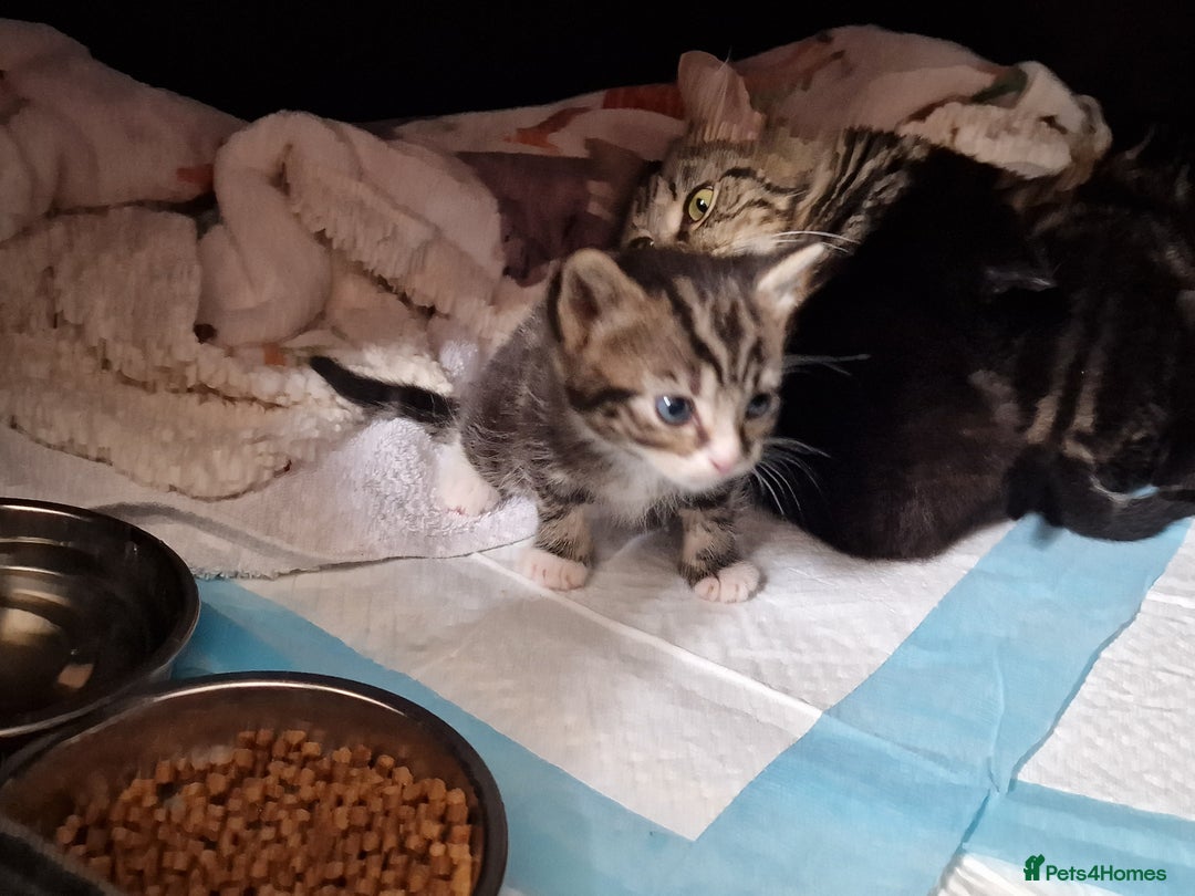 Mixed Breed cats for sale: Kitten for sale. A beautiful girl! - Advert 23