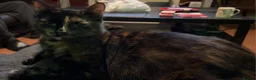 Mixed Breed cats for sale: Kittens - Advert 1