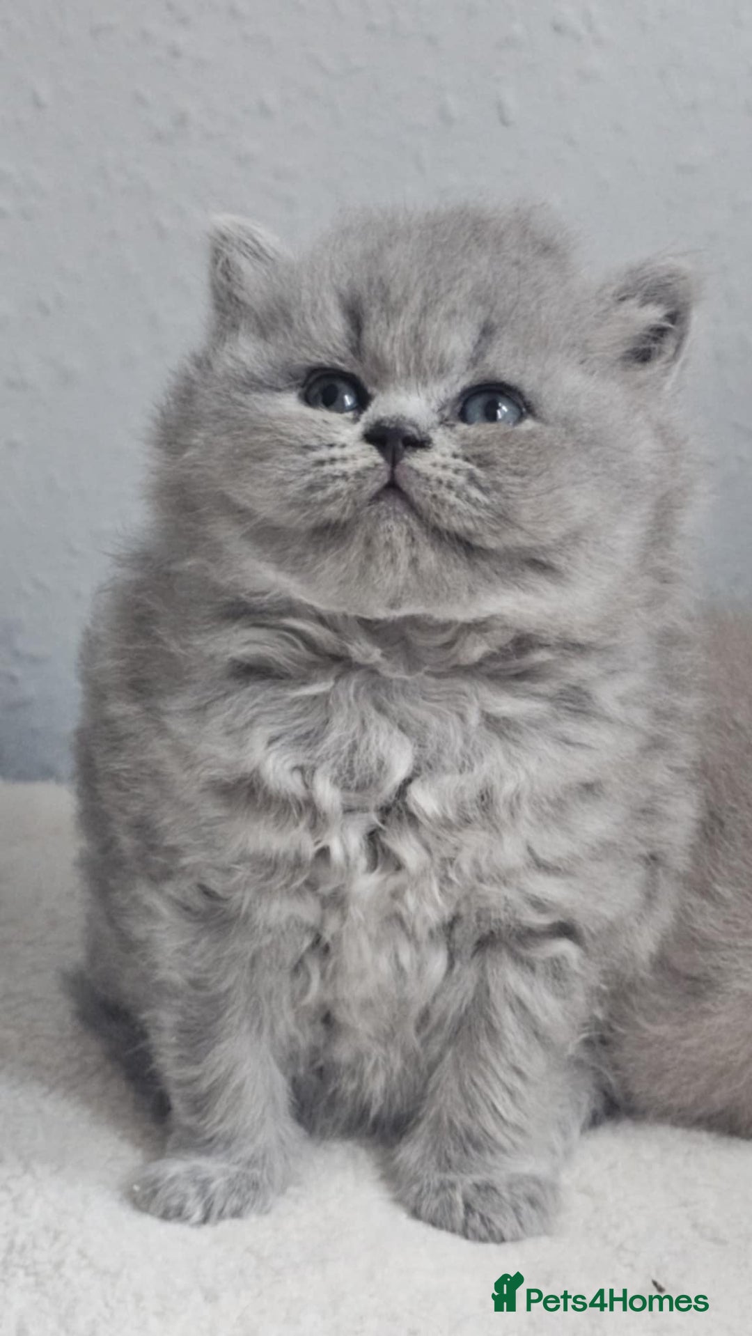 British Shorthair cats for sale: Show Quality Champions British Shorthair GCCF - Image 9
